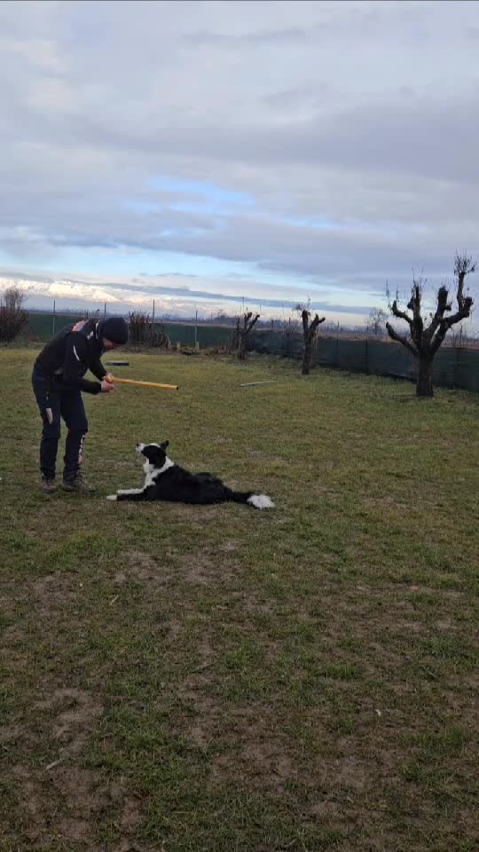 sărituri de pe loc 1,70 m înălțime cu aterizare super perfect pe toate 4 labute 🤎🤎🐕‍🦺🐕‍🦺.. Super dog Giada