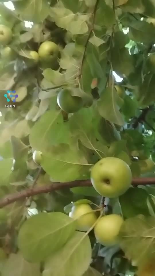 Haideți la mere ,va dau si vouă !🍏🍏🍏