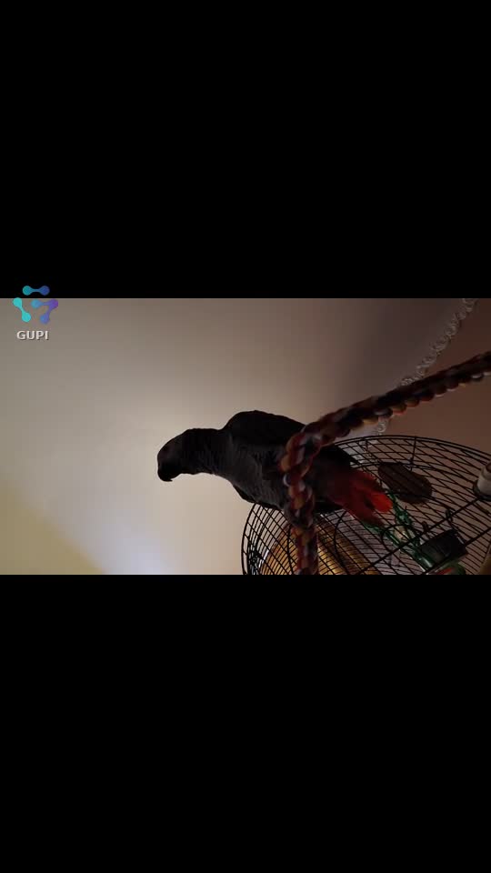Video de @gupiuser158207