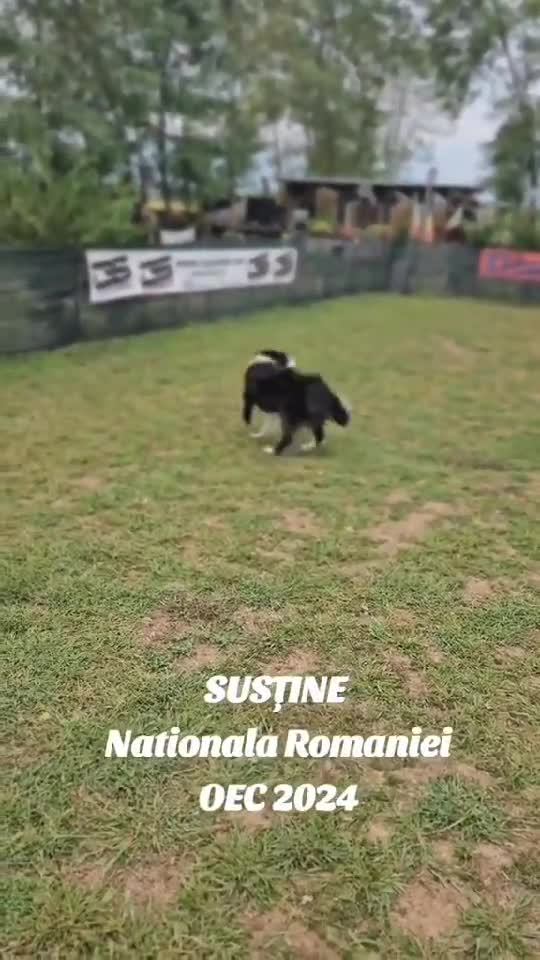 antrenament europene dogdance Austria 2024