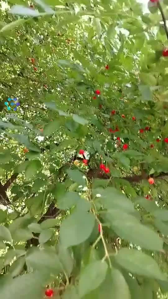 Video de @gupiuser153804