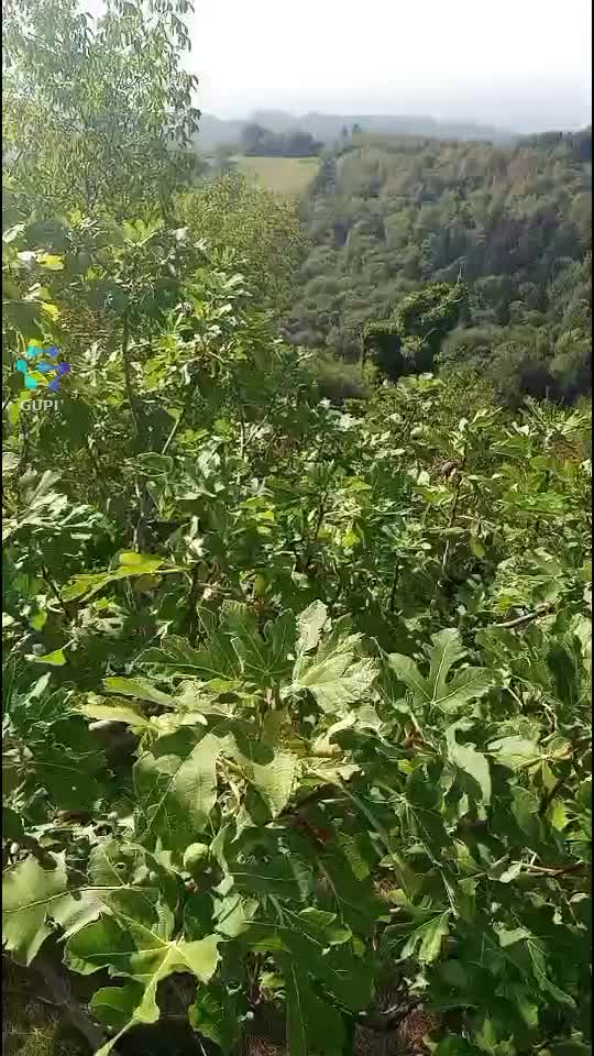 Video de @gupiuser150764