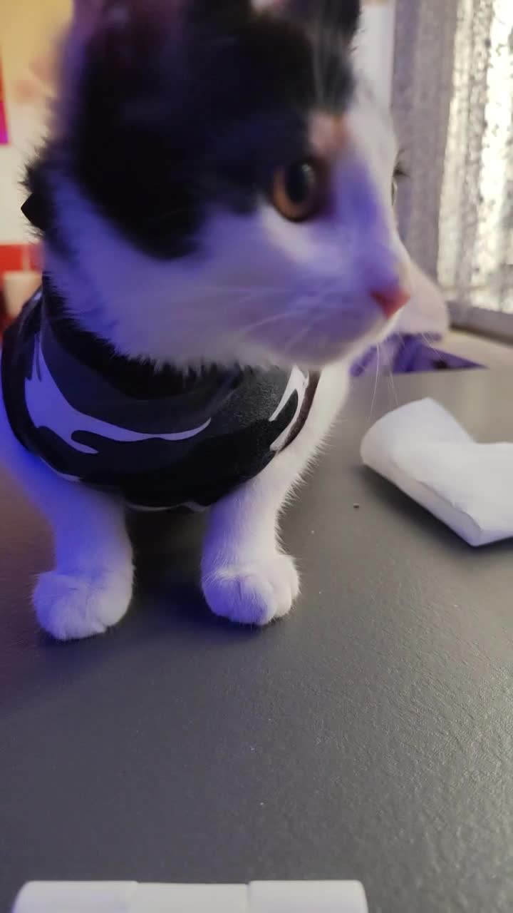 kit 😺