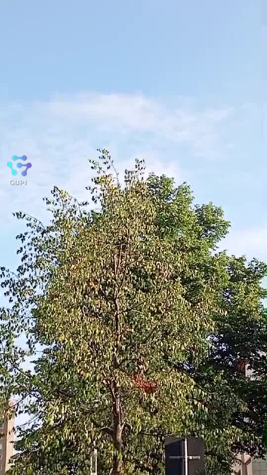 Video de @gupiuser359918