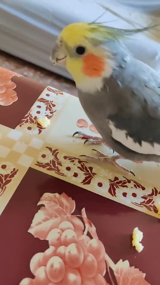 Papagal Vorbitor🦜       ăsări