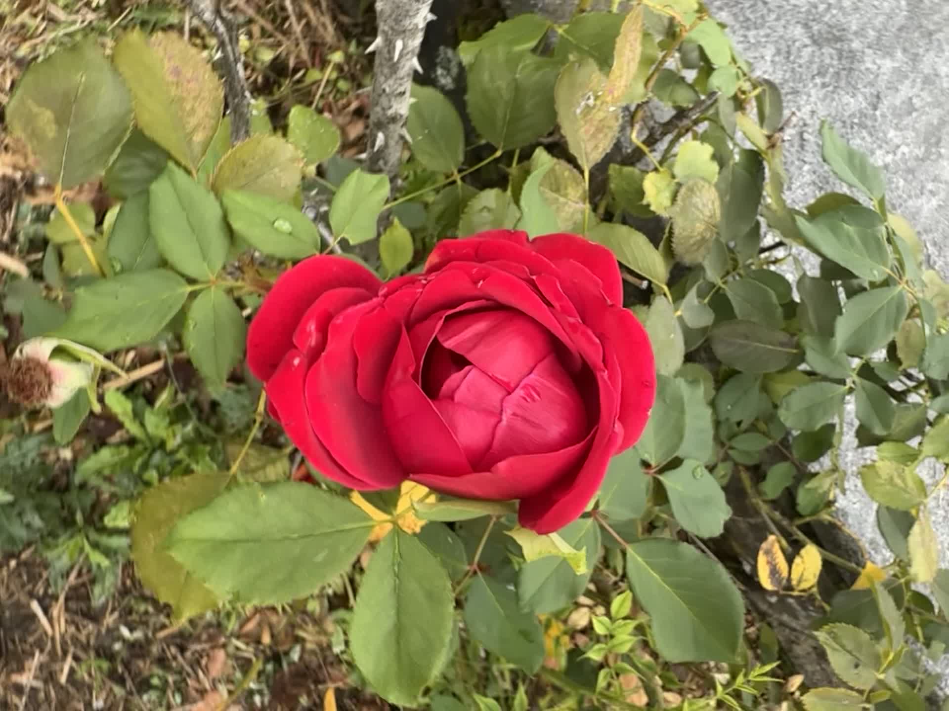 Video de @🇨🇭Vasile1805🇧🇪