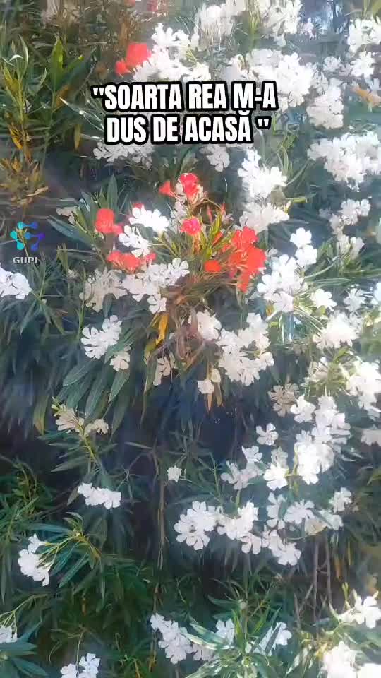 Video de @🍁Anamaria🍁