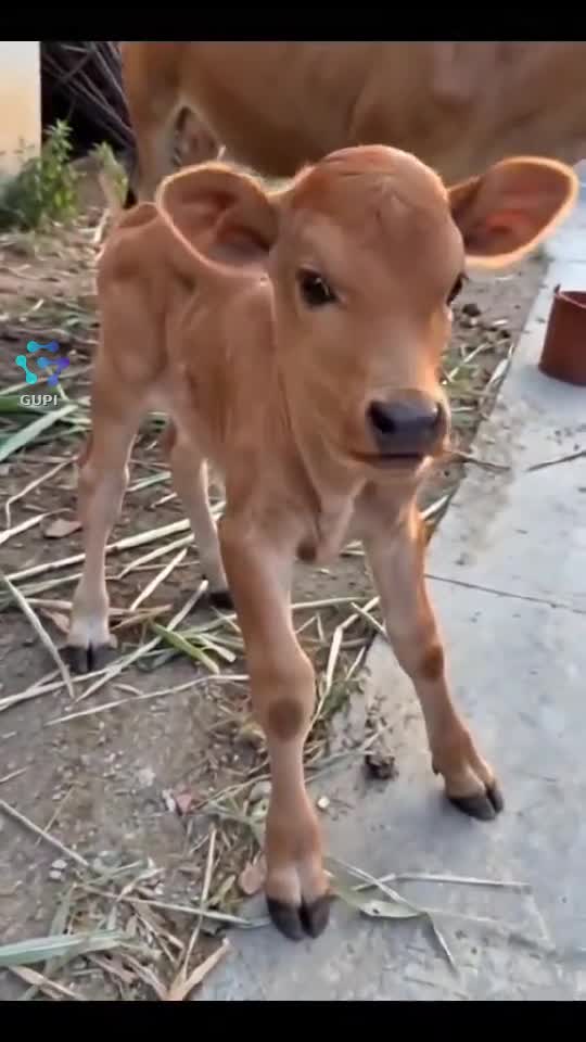 Video de @gupiuser156683