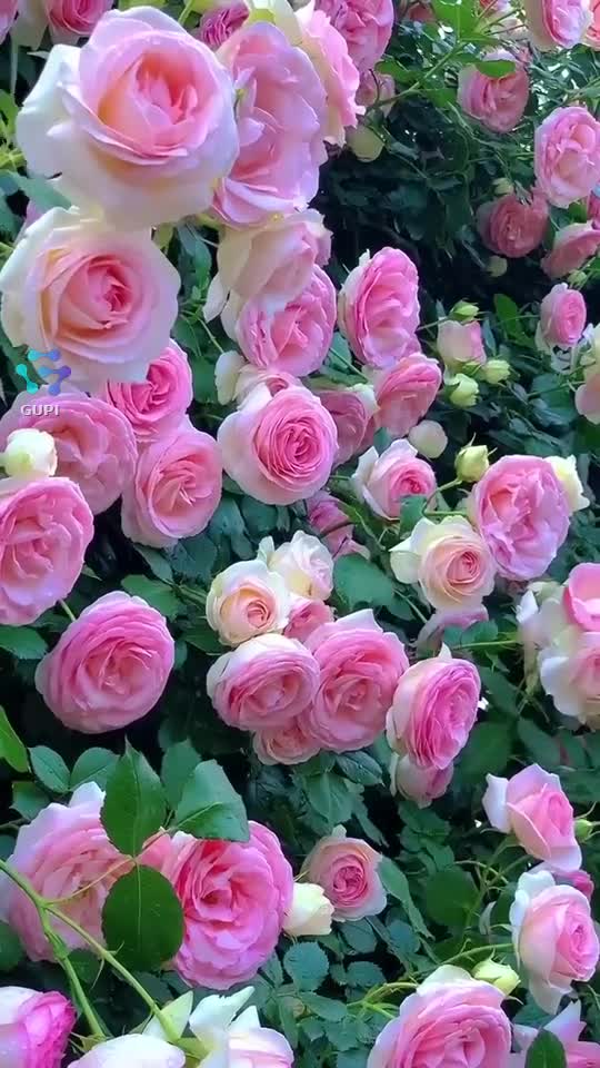 #foryou