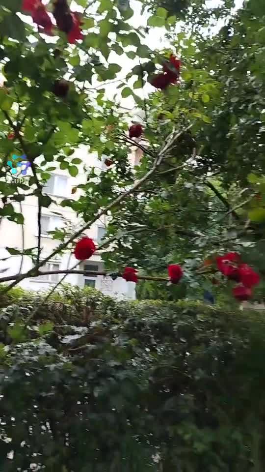 Video de @gupiuser153804