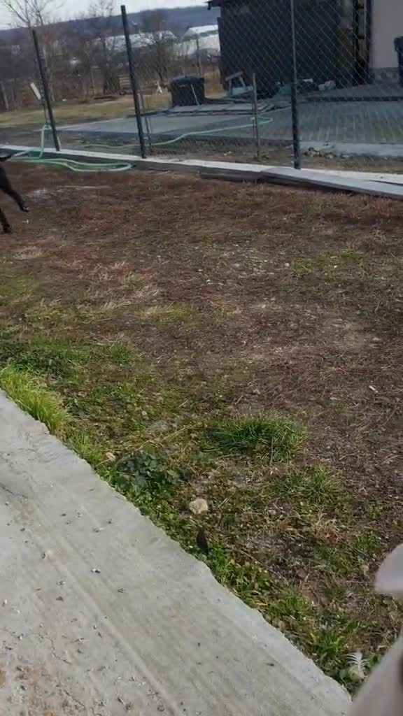 dogargentinian canecorso gupi viral fy