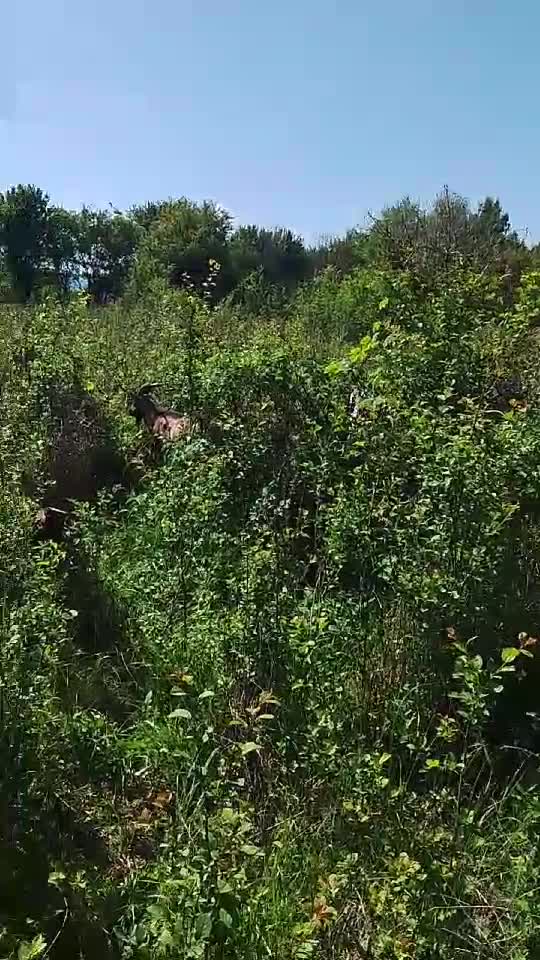 buna dimineața zi binecuvantata