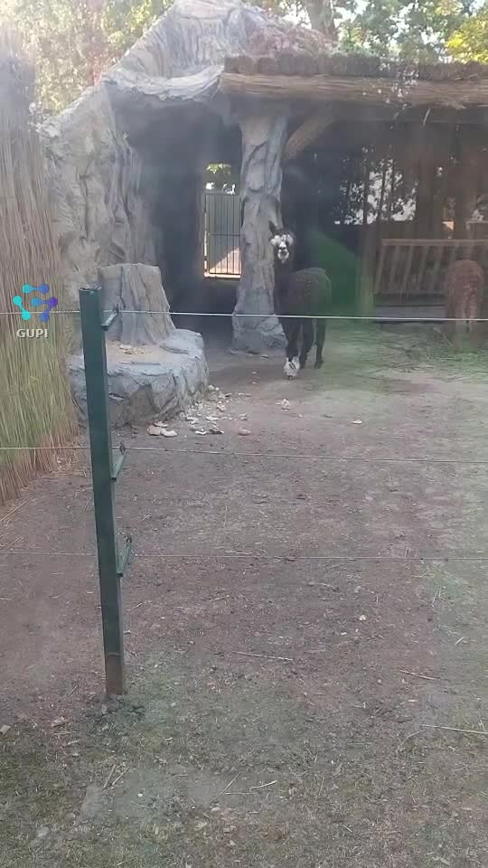 Video de @gupiuser336402