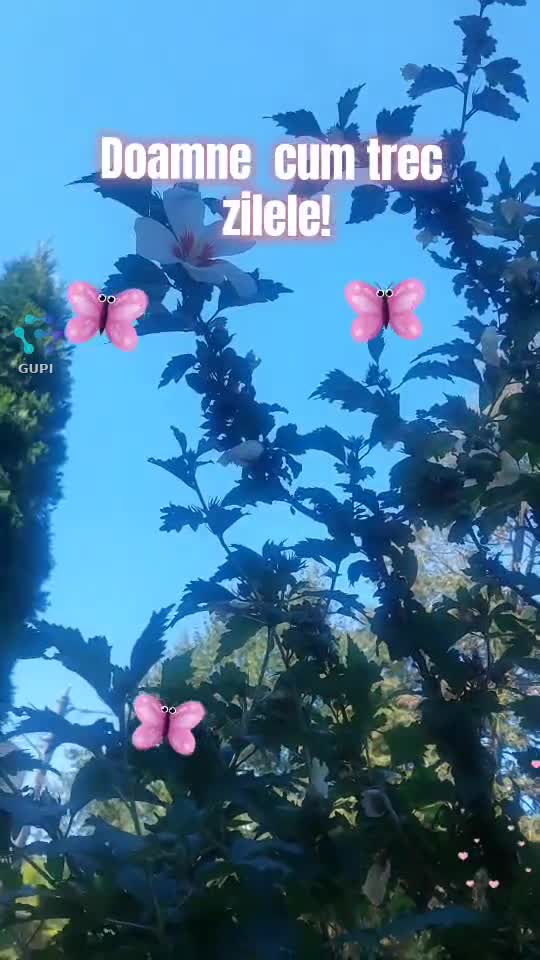 Video de @🍁Anamaria🍁