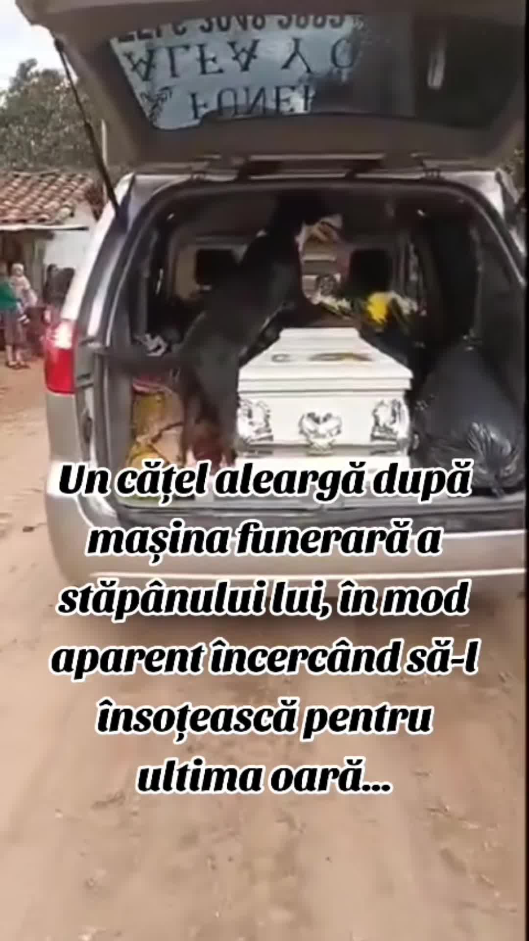Video de @gupiuser144503