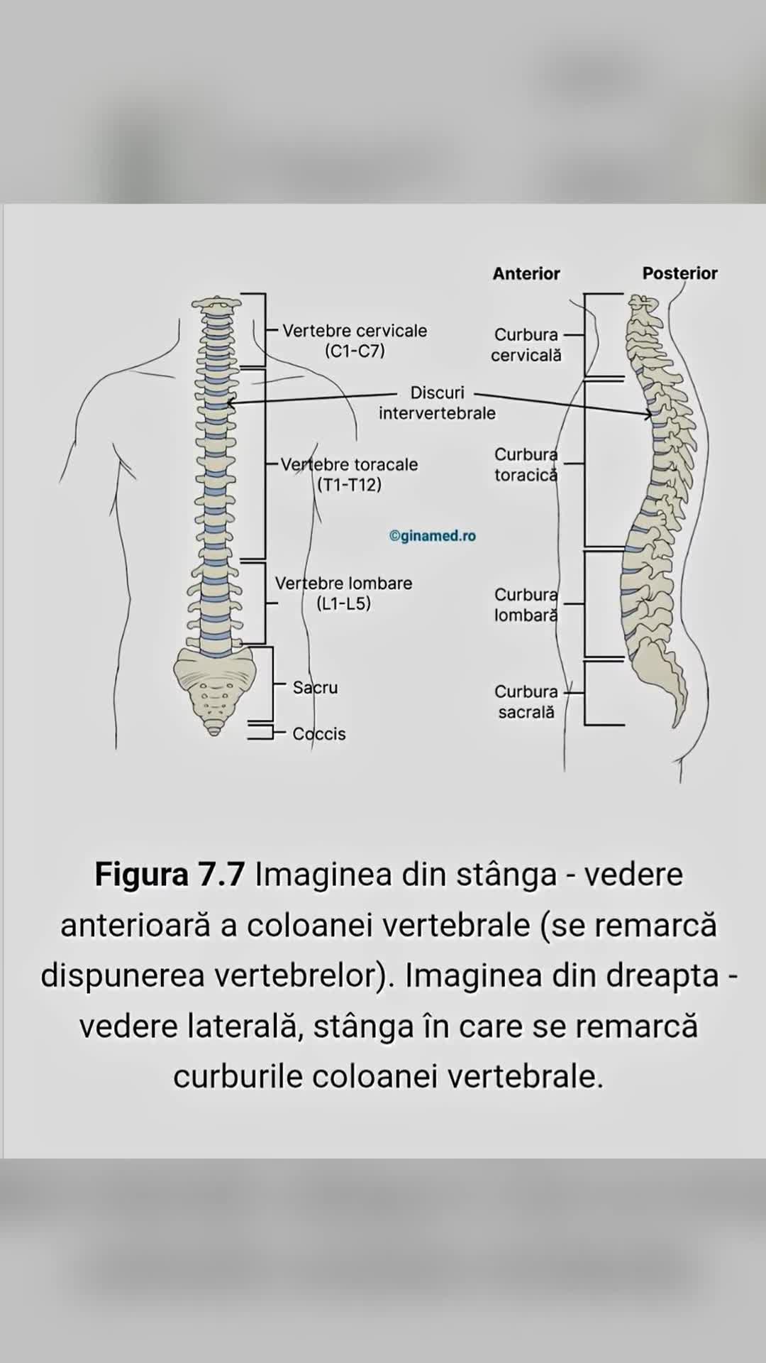 Coloana vertebrală, descendent, se extinde de la baza craniului, conține 26 de oase (vertebre).