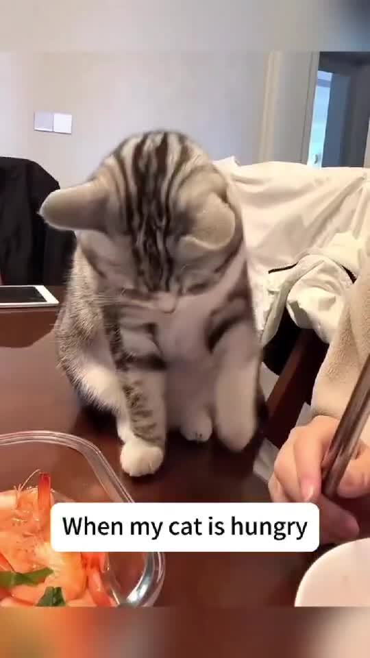 😺 Cats Asking for Food 🍽| Smart Pets - Funny Kitten Videos 🐈    👇🏼 YouTube.com/@GeorgeChristmas