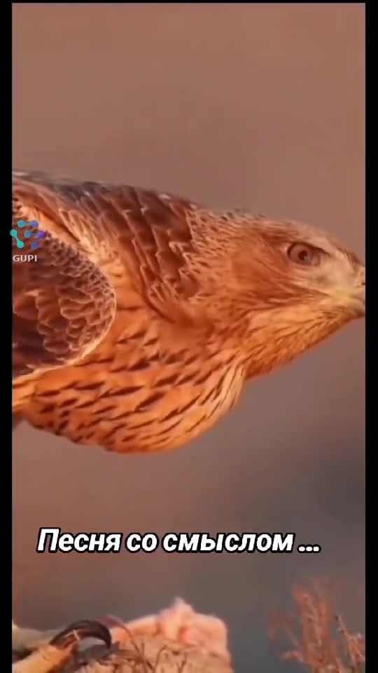 Video de @gupiuser419350