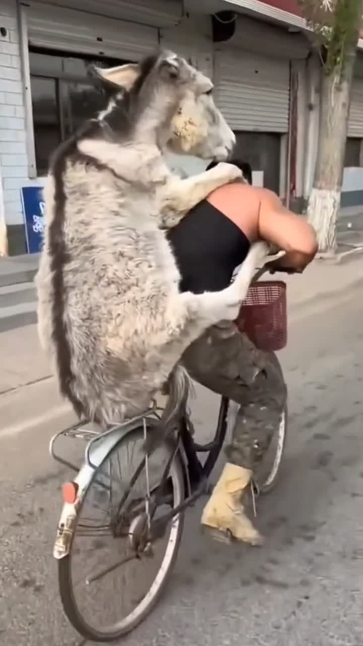 Măgar isteț!🤣
