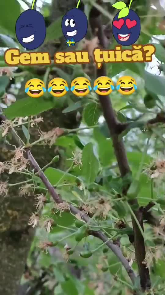 Gem sau țuică? 🤣🤣







#