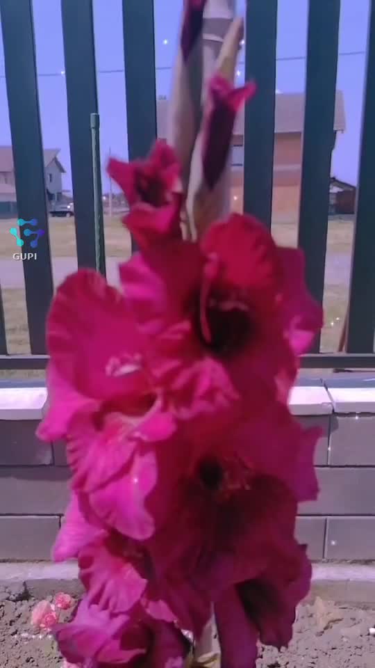 Video de @gupiuser365646