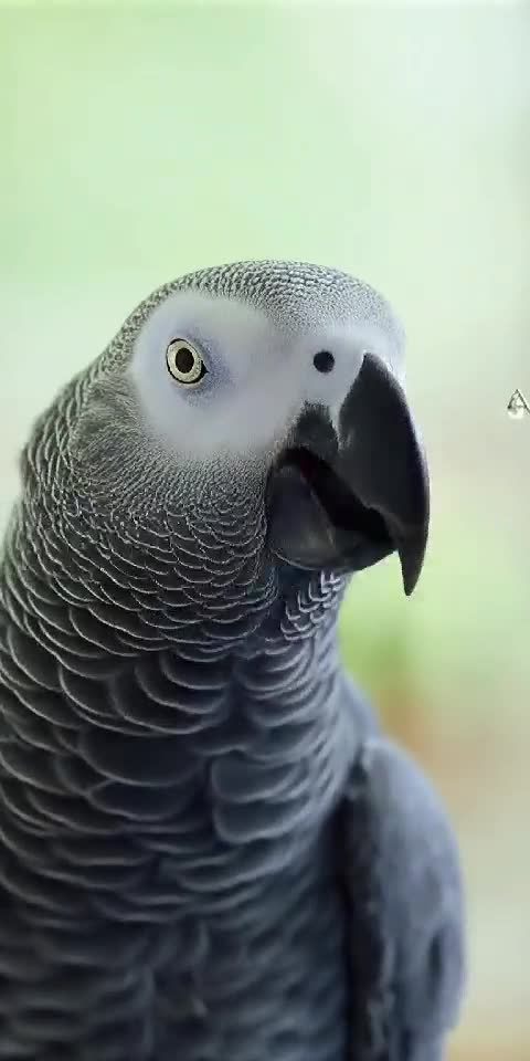 Not Today, Nurse! 🦜💉