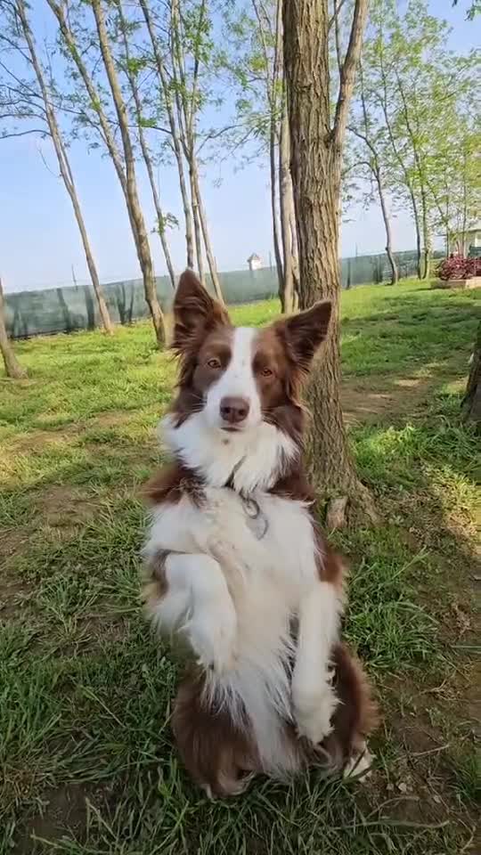 Reyna , dragoste infinită 
     ânia