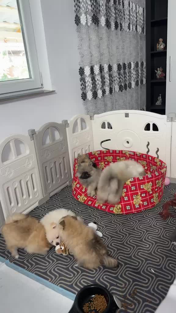 Pomeranian🐶🐻💙🩷disponibil detalii în privat 🐻💙🐶