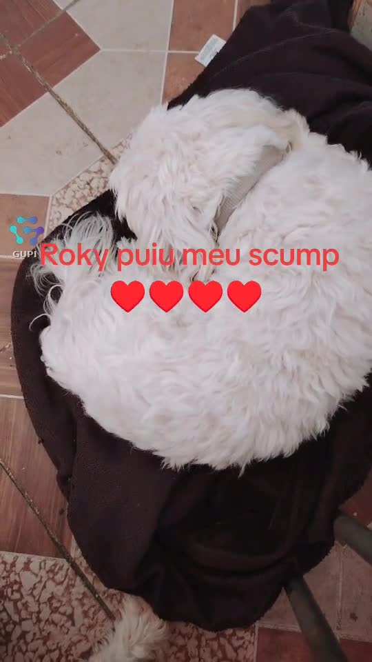 Video de @gupiuser145770