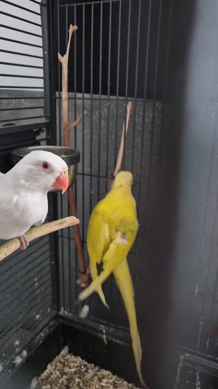 papagalcalugar viral gupi