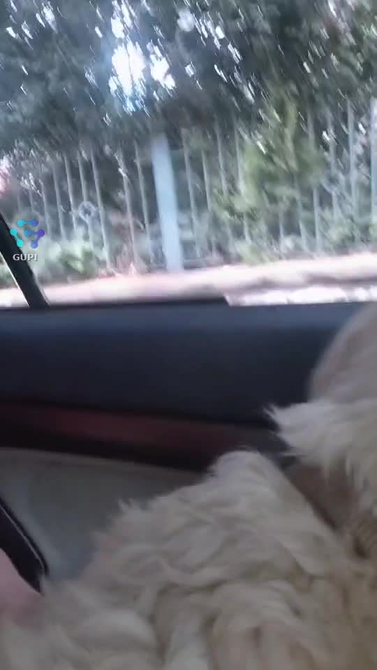 Video de @gupiuser145770
