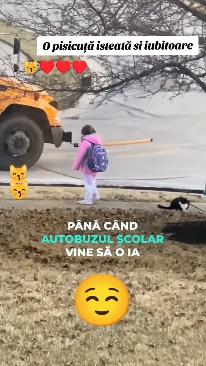 Se pare că pisicile sunt foarte inteligente ! 😽♥️♥️♥️