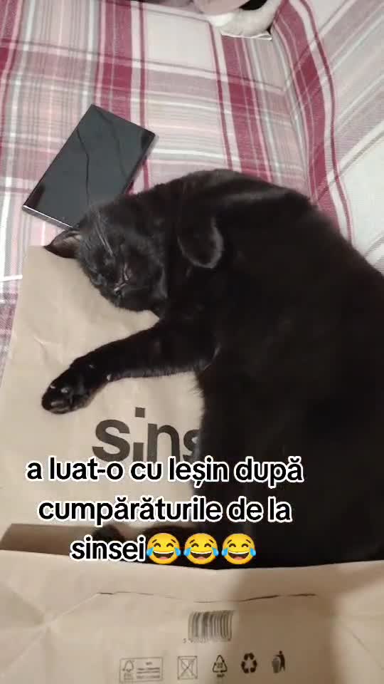 #pisica