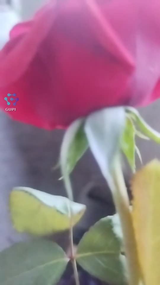 Video de @gupiuser375806
