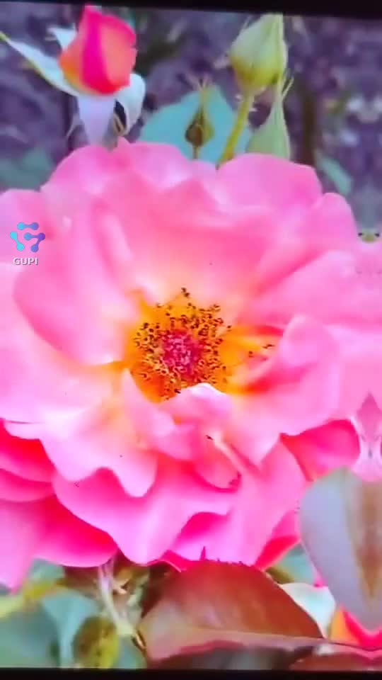 Video de @gupiuser153804