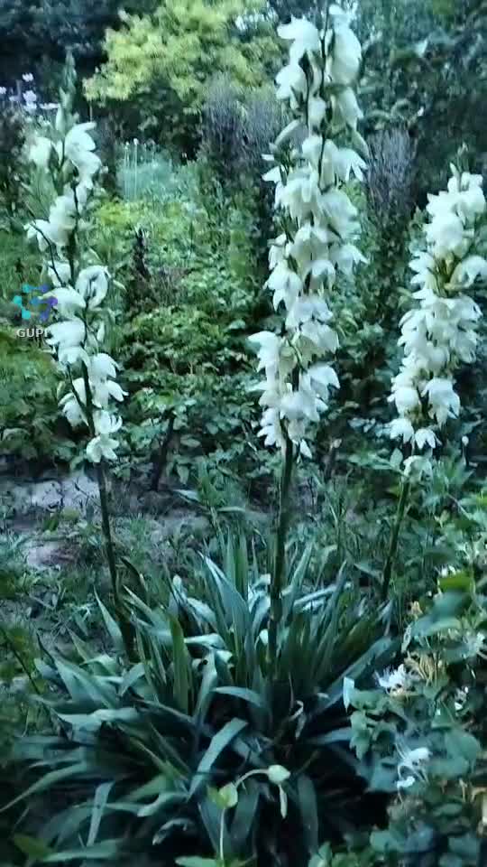 yucca o floare deosebită..