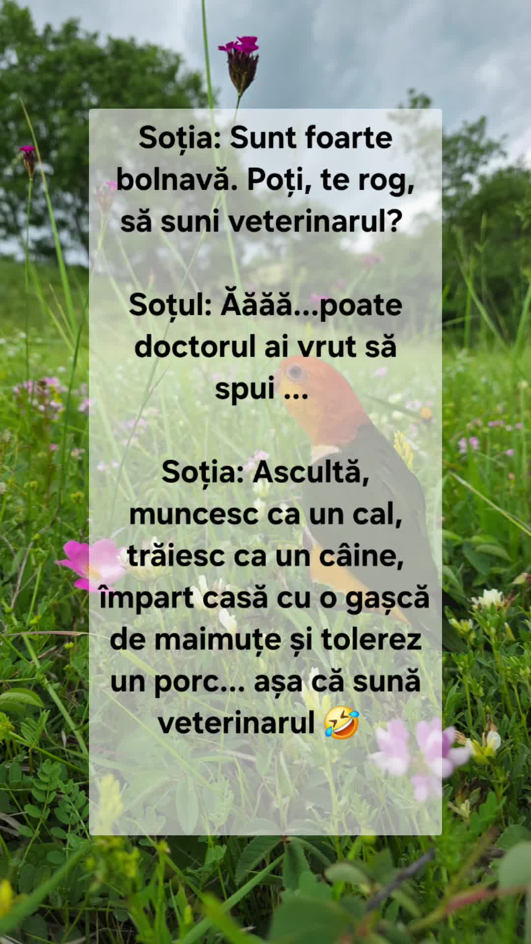 pamflet tratati ca atare 🤣🤣🤣🤣