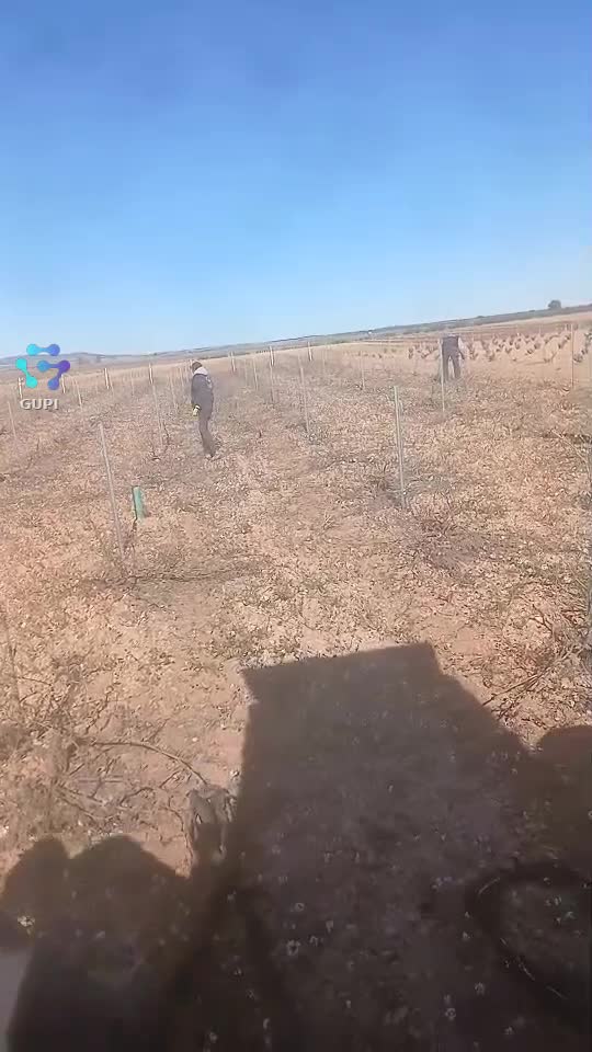 cortar manga a viña que estaba de vaso i amos subió en enparao