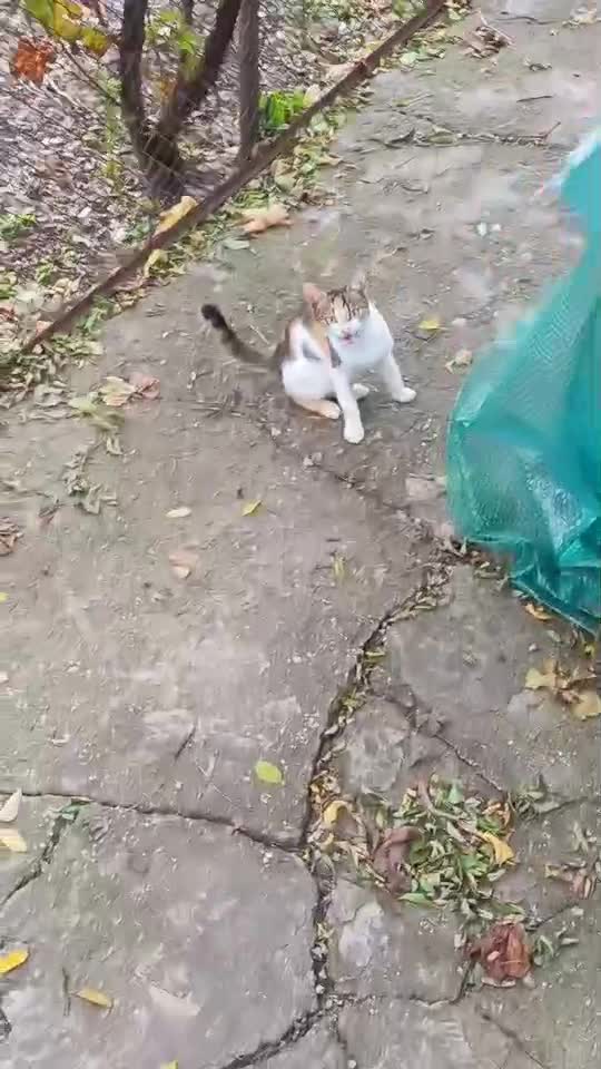 Frumoasa!