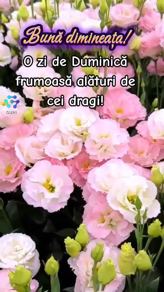 Video de @gupiuser309734