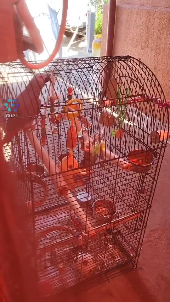 Video de @gupiuser158207