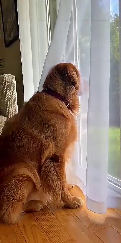 Dog Thinks He’s Invisible 🐶👀