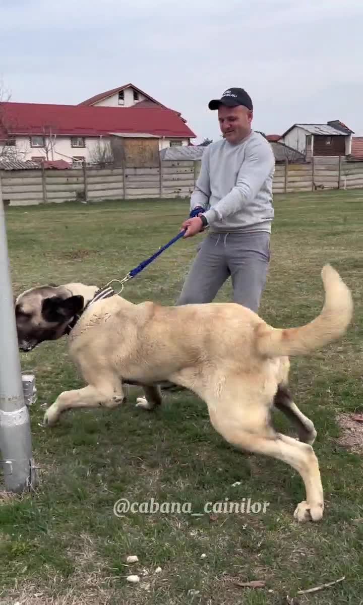 Aksaray Malaklisi - un mascul de 1 an din câinii crescuți de Tudorel Ioan