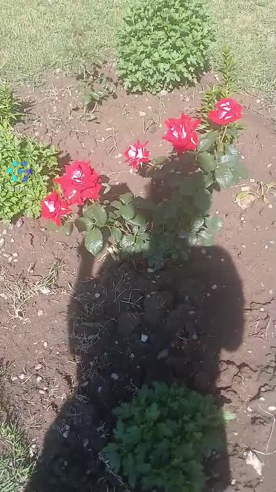 Video de @gupiuser107051