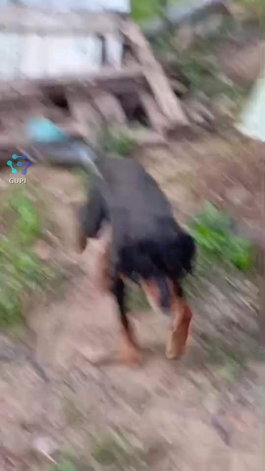 Video de @gupiuser248495