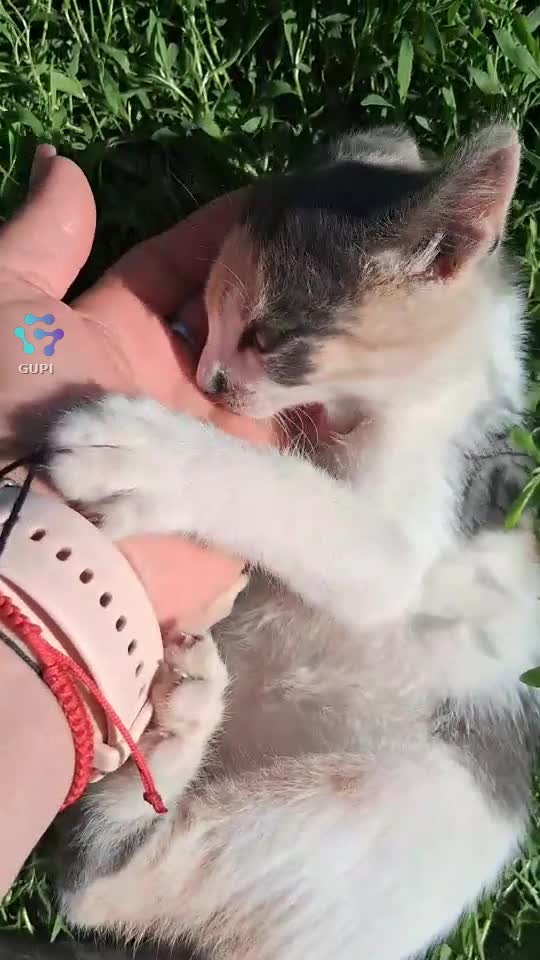 Video de @MMAlove1