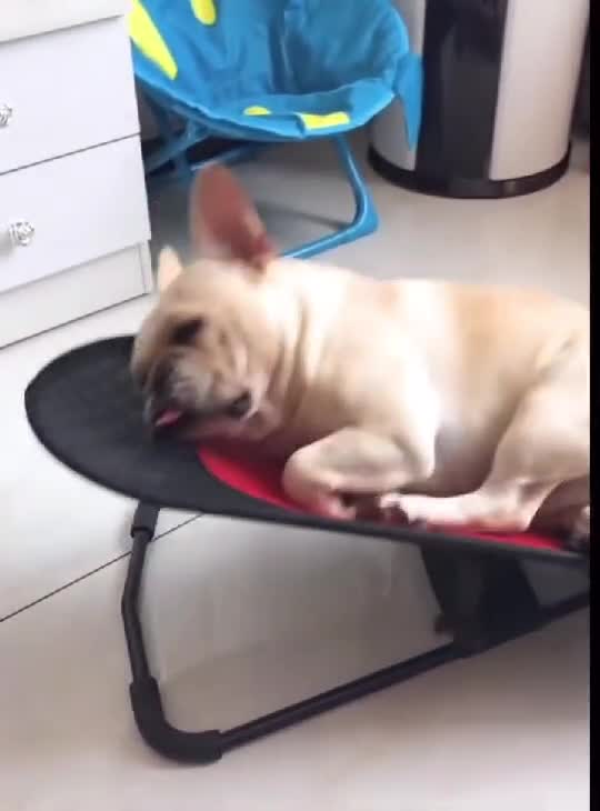 🐶 Sleepy Dogs | Funny Pets Moments 😴    👇🏼 YouTube.com/@GeorgeChristmas