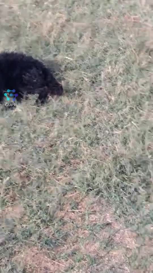Video de @gupiuser342427