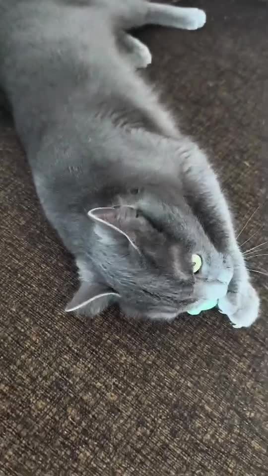 #cat