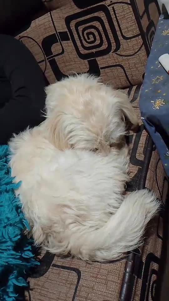 #gupiviral